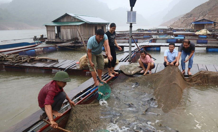 Tỷ phú nông dân thuần hóa loài 'thủy quái' ở thượng nguồn sông Đà