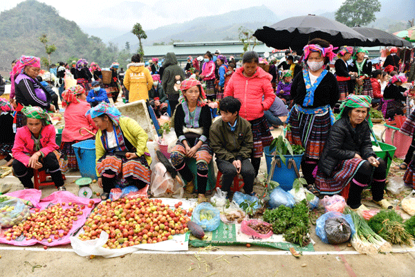 Chàng trai bỏ thành phố lên vùng cao làm giàu