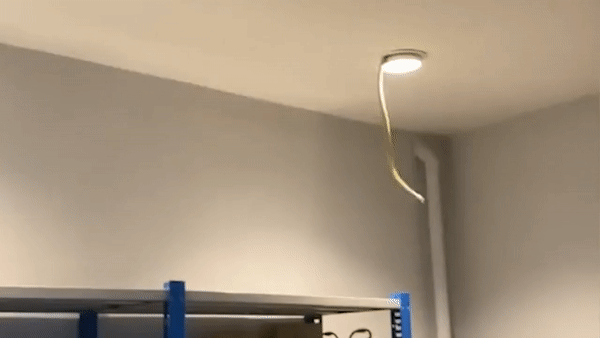 Rắn độc phi thân từ đèn trần, nhân viên kinh hãi bỏ chạy