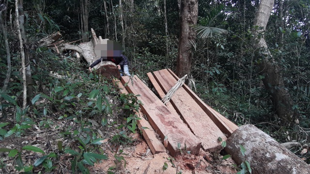 Deforestation continues in Central Highlands province