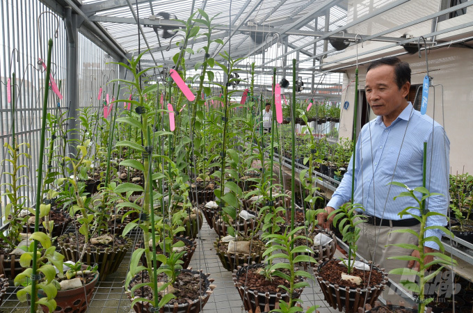 Vườn lan đột biến 'hoành tráng' bất ngờ, thân cây lan đột biến to như ngón tay cái