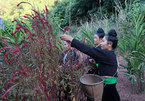 Unique cockscomb flower festival of Cong ethnic people