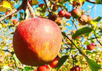 Quả táo cùng tên: Hàng Nhật 1,5 triệu/kg, đồ Tàu đổ đống rẻ như rau