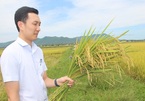 9X bỏ việc an nhàn về quê chế biến gạo, thu trăm tỷ đồng mỗi năm