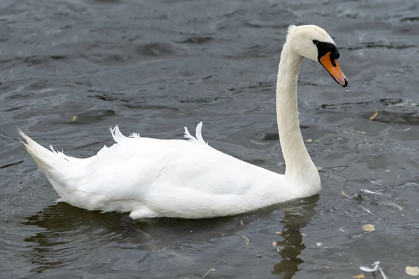 Chủng cúm gia cầm mới khiến thiên nga chết hàng loạt tại Anh