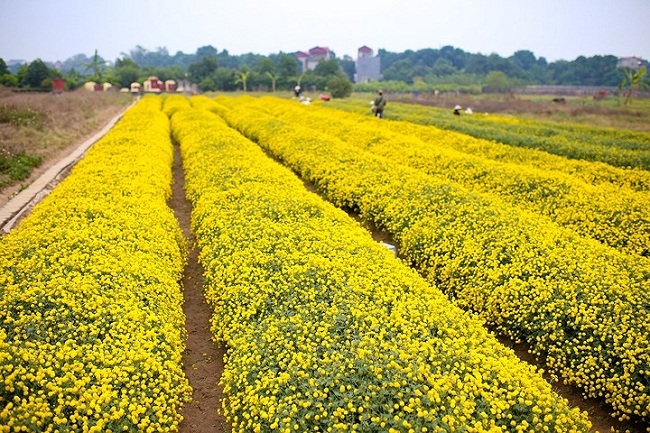 Bông hoa bé bằng cúc áo dùng làm thuốc, pha trà có giá bán tới 800.000 đồng/kg