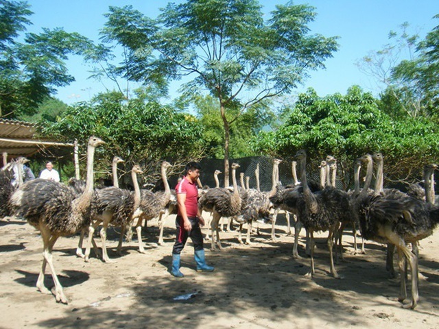 Nuôi chim 'siêu to khổng lồ', một nông dân tỉnh Hà Giang bán 1 lứa thu hơn 1 tỷ đồng