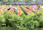 Dong Thap flower, ornamental plant output surges
