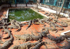 HCM City crocodile farming in a deep slump