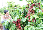 Central Highlands faces labour shortages on coffee plantations