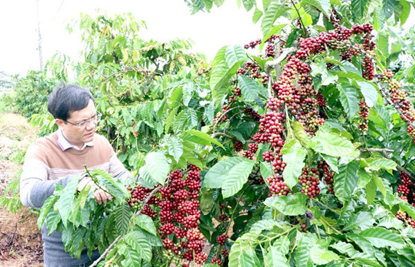 Central Highlands faces labour shortages on coffee plantations