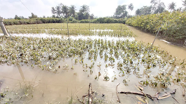 Mekong Delta to adopt 'integrated regional plan' on sustainable development