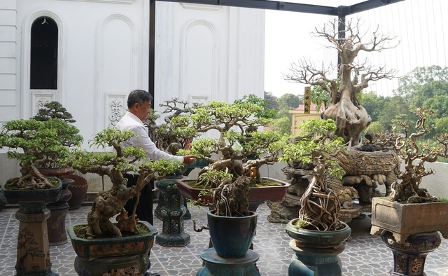 Đại gia chi gần 10 tỷ đồng mua cây cảnh đặt trên sân thượng ngắm mỗi ngày