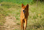 Revive the rare and famous Vietnamese hunting dog breed