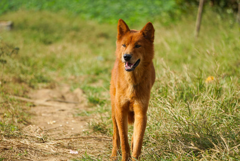 Revive the rare and famous Vietnamese hunting dog breed