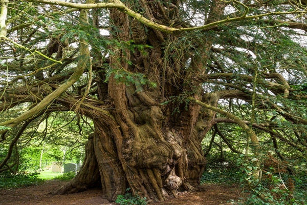 Kỳ lạ cây đại thụ cao gần 17 m 'chuyển giới' sau 3.000 năm