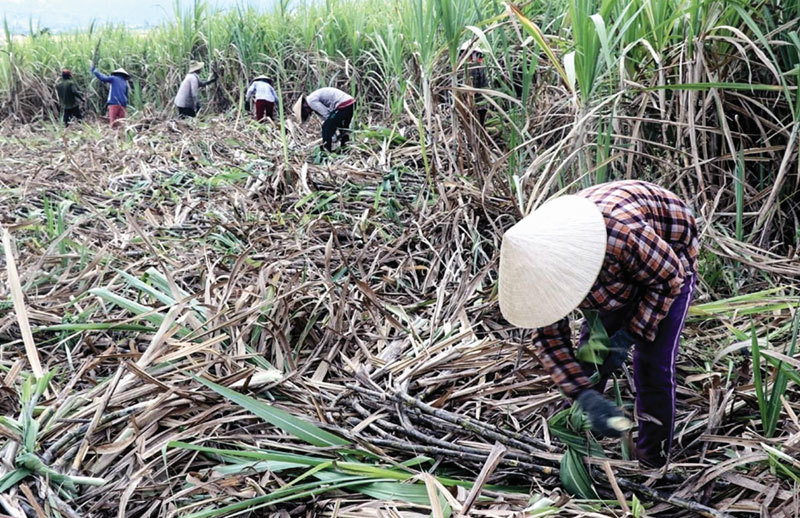 Hàng tồn đầy kho: DN 'chạy ăn từng bữa', nông dân bỏ đất đi làm thuê