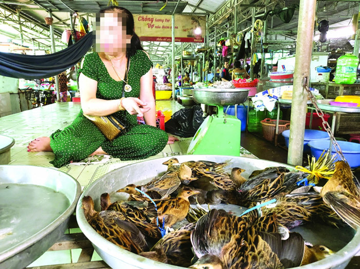 Đường đi của 'đặc sản' chim trời