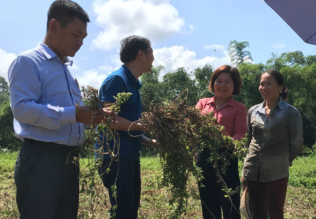 'Cây trăm tỷ' thạch đen sắp được xuất khẩu chính ngạch sang Trung Quốc có gì đặc biệt?