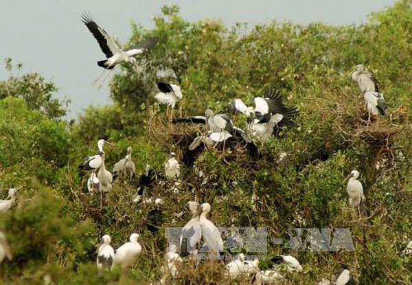 Mekong Delta faces decline in wild birds, fish and plants