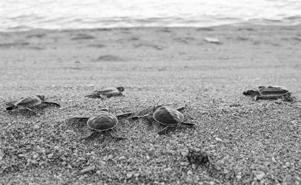 Hundreds of rare baby turtles returned to sea