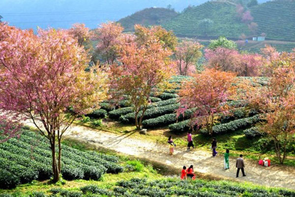 Gorgeous cherry blossoms in Sa Pa Town