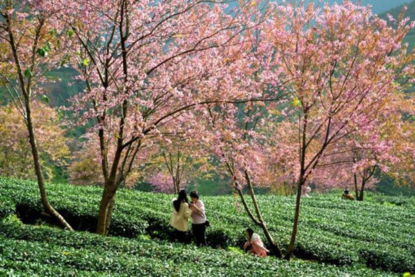 Gorgeous cherry blossoms in Sa Pa Town