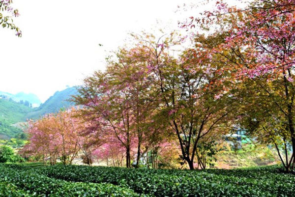 Gorgeous cherry blossoms in Sa Pa Town