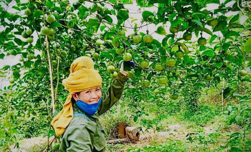 Tái cơ cấu nông nghiệp: Tỉnh nghèo Sơn La thành vùng cây ăn quả lớn nhất miền Bắc