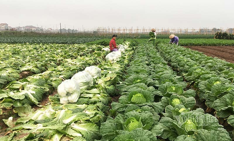 Trung Quốc thiếu hụt, cơ hội lớn cho nông sản Việt sang thị trường tỷ dân