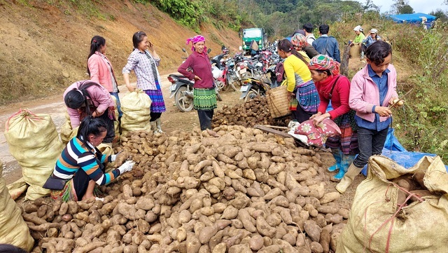 Loại củ nghe tên rất lạ, nhổ 1 gốc lên cả chùm, dân bán thu chục tỷ đồng