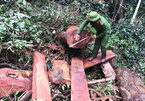 100 cảnh sát vây bắt nhóm phá rừng quy mô lớn ở Quảng Bình
