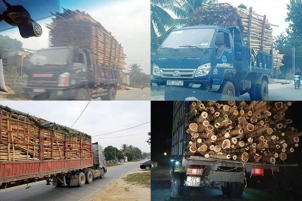 Dàn xe cơi nới chở gỗ nghênh ngang trên cung đường miền Tây Nghệ An