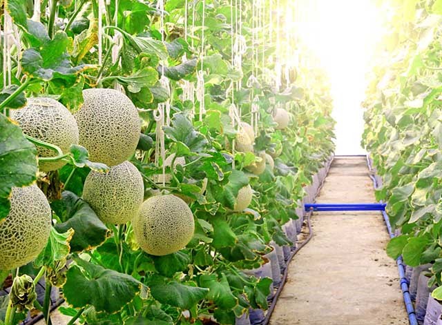 Nông nghiệp Thanh Hóa hướng tới sản xuất lớn, hiện đại