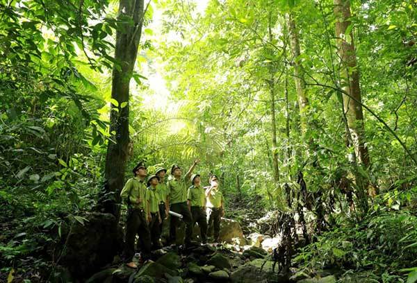 Planting new trees while protecting old forests