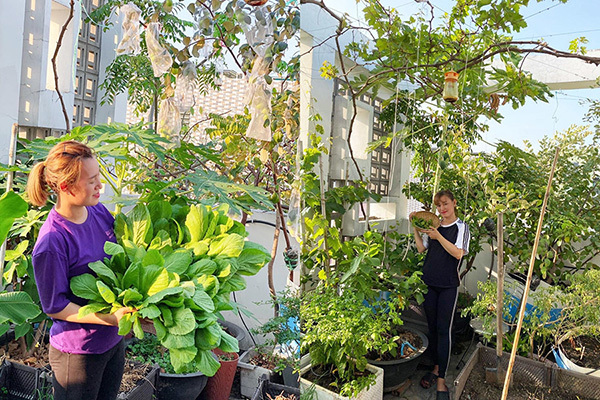 Khu vườn đủ cây trái trên sân thượng nhà cô giáo Sài Gòn