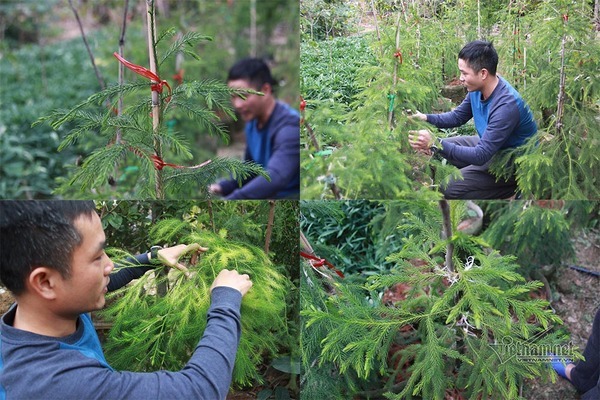 Cây quý sắp tuyệt chủng nảy nở kỳ diệu trên rừng thiêng Yên Tử