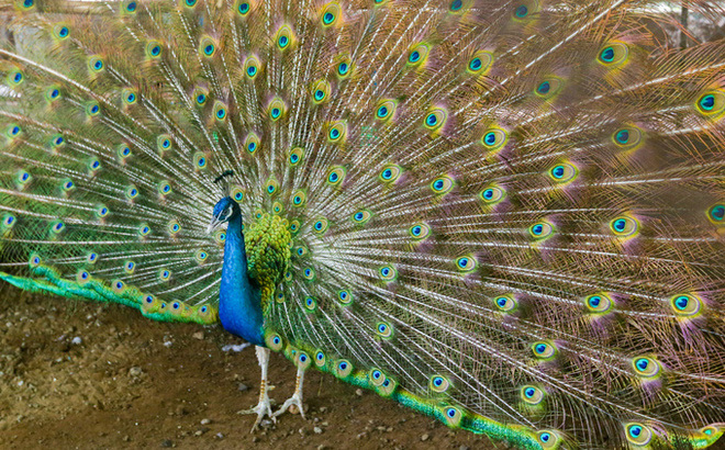 Thuần hóa chim công bằng nước muối, bán tới 80 triệu đồng 1 trống 3 mái