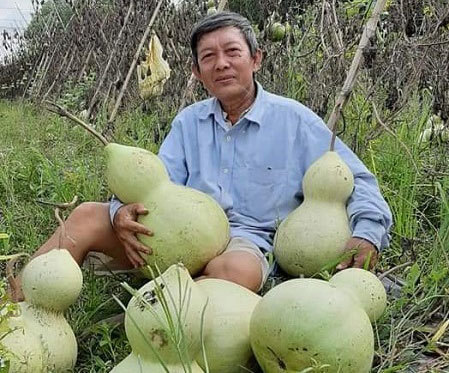 Lão nông sở hữu vườn bầu tiên 'độc nhất vô nhị', có quả lên tới cả triệu đồng