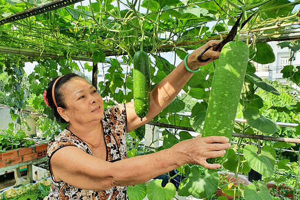 Vườn rau, ao cá trên sân thượng của vợ chồng ở TP.HCM