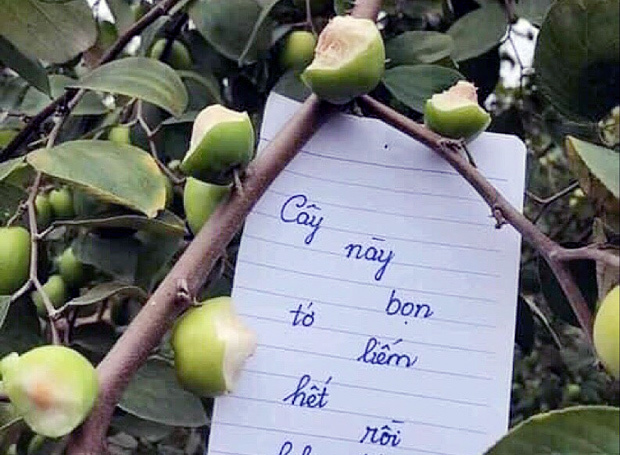 Bức xúc kẻ vào vườn táo, cắn nham nhở quả trên cây rồi để lại bút tích