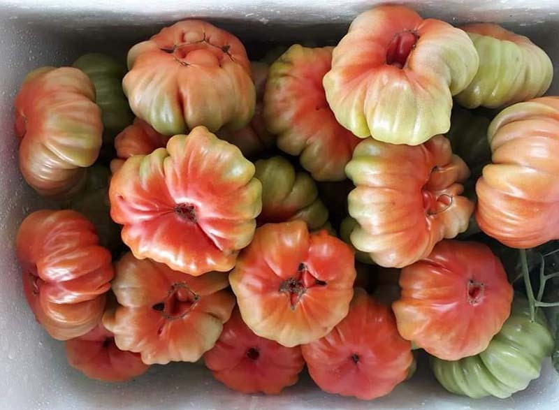 Nhìn xấu lạ, loại cà chua cổ ở Sơn La lại siêu đắt khách