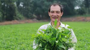 Trồng rau muống thu 10 triệu/ngày