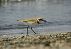 Endangered migratory bird species found in Da Nang