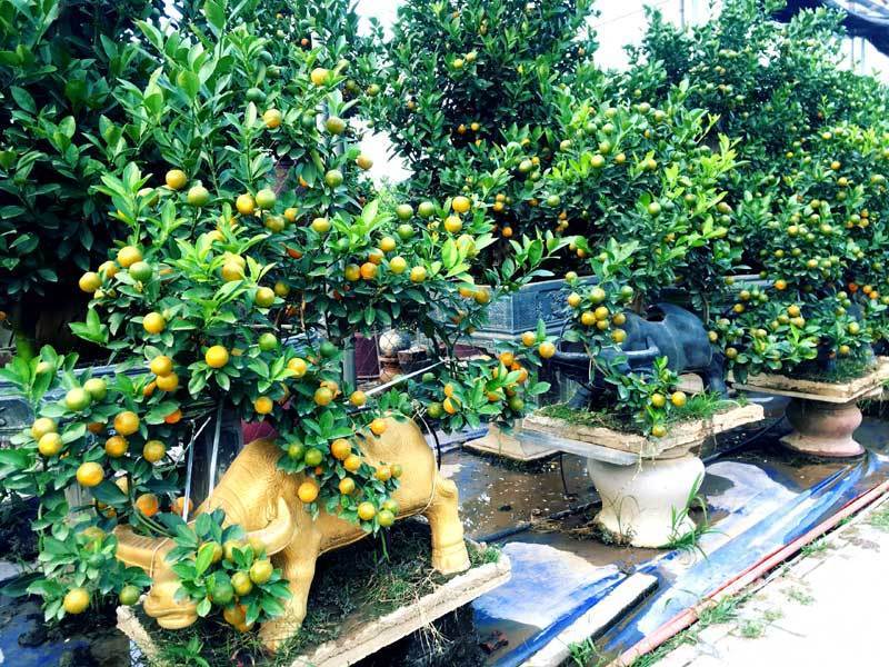 Trâu vàng, quất cảnh là biểu tượng đường lối được người dân Việt Nam truyền thống trong suốt nhiều thế kỷ qua. Hãy xem hình ảnh này để cảm nhận sức hút bất tận của những hoa quả dành cho lễ hội Tết và đón nhận vận may trong năm mới.