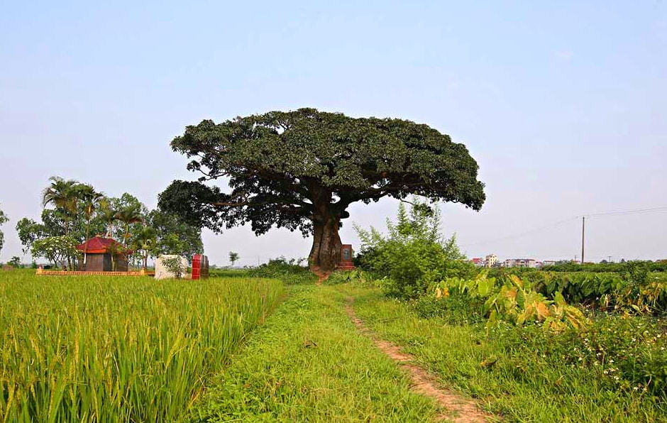 Những cổ thụ ngàn năm tuổi, tiền tấn không thể mua