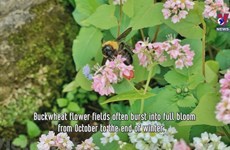 Buckwheat flower fields: check-in hotspot in Ha Giang - Vimarsana News