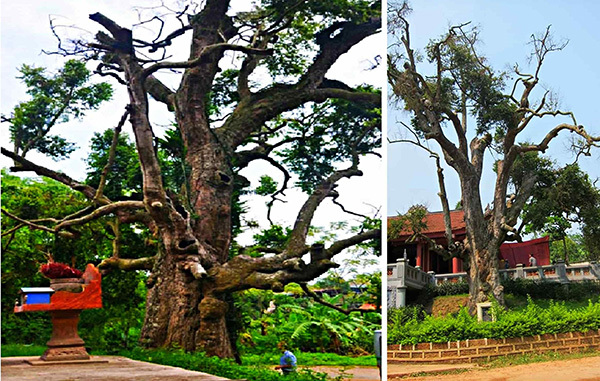 Trees thousands of years old – treasures beyond price