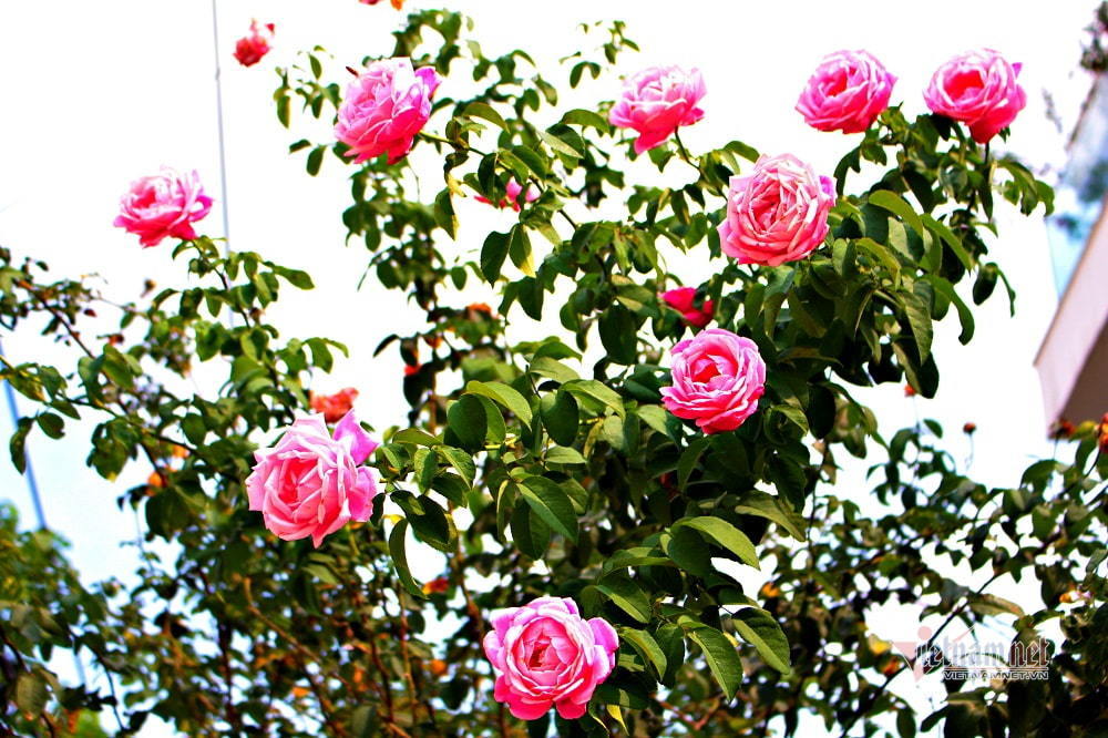 Vườn hồng tươi tắn và thơm ngát đang chờ bạn. Tận hưởng vẻ đẹp và hoa lãng mạn của vườn hồng trong hình ảnh này, họ sẽ giúp bạn thư giãn và cảm thấy yên bình.