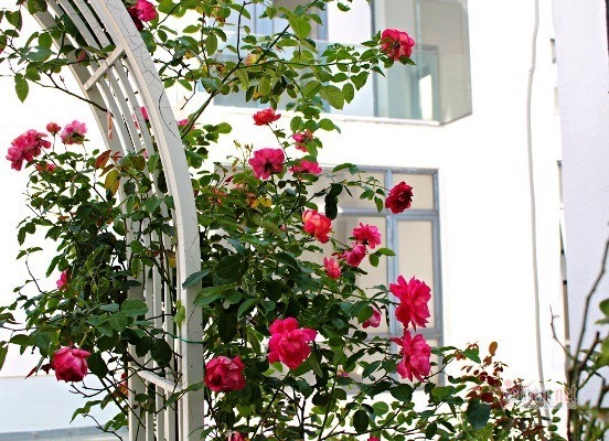 Ông chủ tiết lộ cách chăm vườn hồng cổ bạc tỷ giữa lòng Sài Gòn